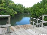Aguirre Forest - GUAYAMA